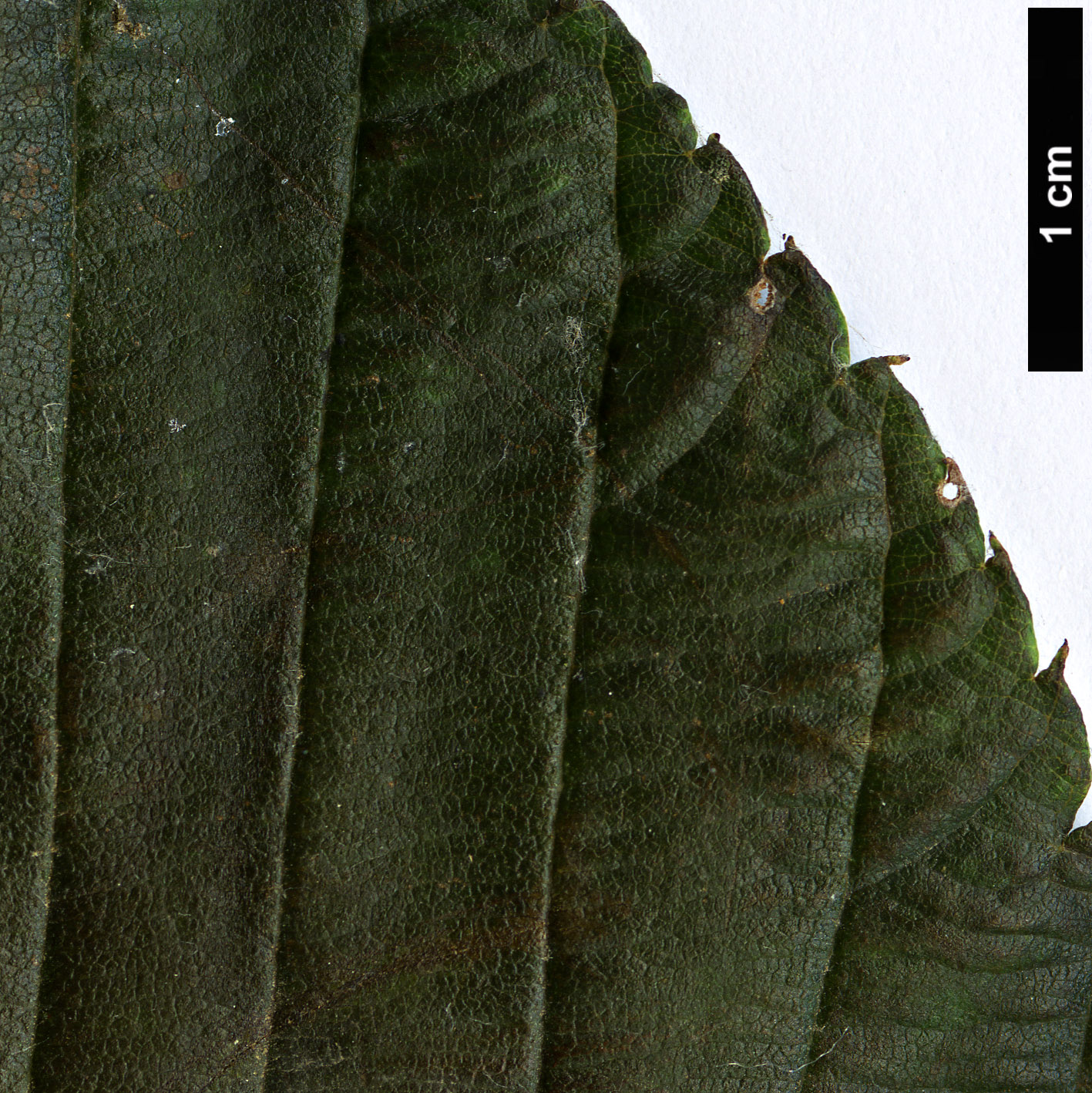 High resolution image: Family: Rosaceae - Genus: Sorbus - Taxon: heseltinei - SpeciesSub: var. glabrescens